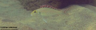 Callochromis pleurospilus 'Jakobsens Beach'.jpg
