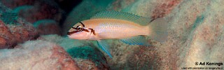 Chalinochromis brichardi 'Chisanse'.jpg