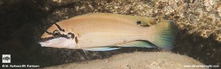 Chalinochromis brichardi 'Maswa'!.jpg