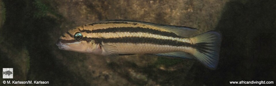 Chalinochromis sp. 'bifrenatus striped' Mswa Point