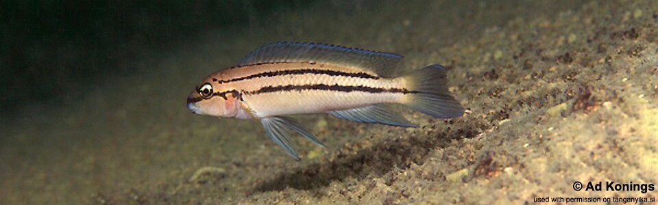 Chalinochromis sp. 'bifrenatus striped' Namansi