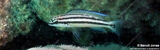 Chalinochromis sp. 'bifrenatus striped' Kerenge Island.jpg