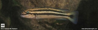 Chalinochromis sp. 'bifrenatus striped' Mswa Point.jpg