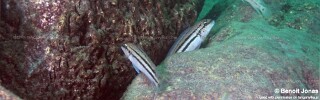 Chalinochromis sp. 'bifrenatus striped' Mtosi.jpg