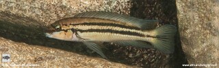 Chalinochromis sp. 'bifrenatus striped' Mvuna Island.jpg