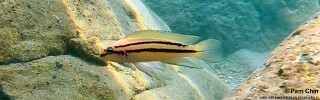 Chalinochromis sp. 'bifrenatus' Mahale Mountains NP.jpg