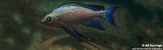 Cyathopharynx sp. 'green flush' Karilani Island.jpg