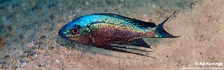Cyathopharynx sp. 'green flush' Mabilibili.jpg