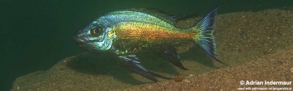 Cyathopharynx sp. 'blue flush' Maleza (Mamalesa) Island<br><font color=gray>Cyathopharynx foae 'Maleza (Mamalesa) Island'</font>