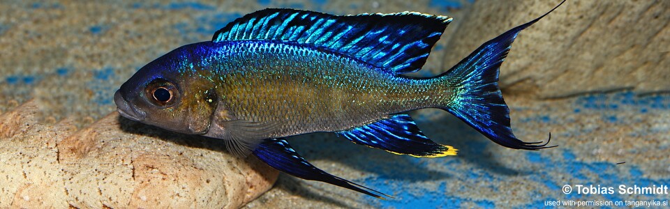Cyathopharynx sp. 'furcifer north' Gitaza