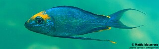 Cyathopharynx sp. 'furcifer north' Jakobsens Beach.jpg