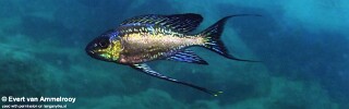 Cyathopharynx sp. 'neon streak' Chisanse.jpg