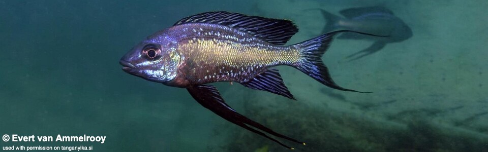 Cyathopharynx sp. 'neon streak' Chilanga<br><font color=gray>Cyathopharynx foae 'Chilanga'</font>