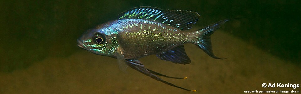 Cyathopharynx sp. 'neon streak' Kafungi<br><font color=gray>Cyathopharynx foae 'Kafungi'</font>