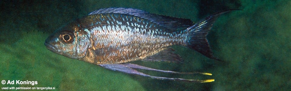 Cyathopharynx sp. 'neon streak' Kambwebwe<br><font color=gray>Cyathopharynx foae 'Kambwebwe'</font>