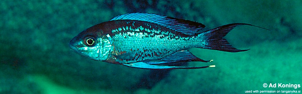 Cyathopharynx sp. 'neon streak' Kanoni<br><font color=gray>Cyathopharynx foae 'Kanoni'</font>