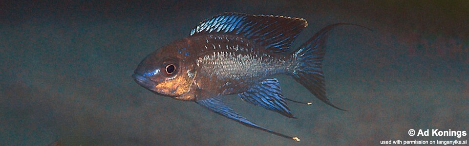 Cyathopharynx sp. 'neon streak' Kasakalawe<br><font color=gray>Cyathopharynx foae 'Kasakalawe'</font>