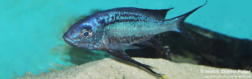 Cyathopharynx sp. 'neon streak' Kasanga<br><font color=gray>Cyathopharynx foae 'Kasanga'</font>