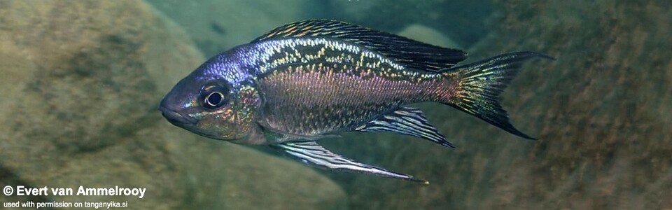 Cyathopharynx sp. 'neon streak' Katete<br><font color=gray>Cyathopharynx foae 'Katete'</font>