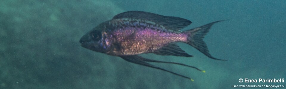 Cyathopharynx sp. 'neon streak' Lupita Island<br><font color=gray>Cyathopharynx foae 'Lupita Island'</font>