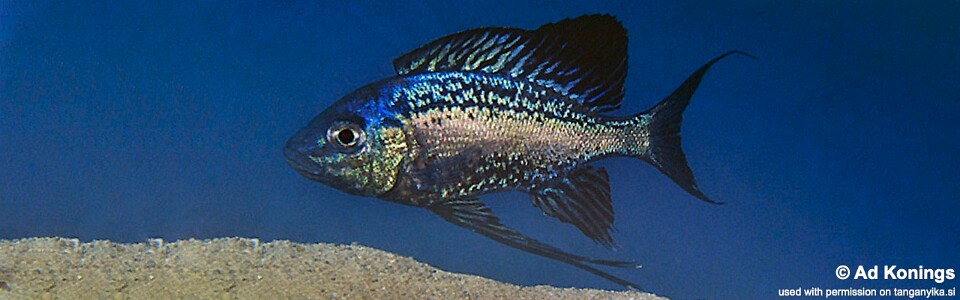 Cyathopharynx sp. 'neon streak' Moliro<br><font color=gray>Cyathopharynx foae 'Moliro'</font>