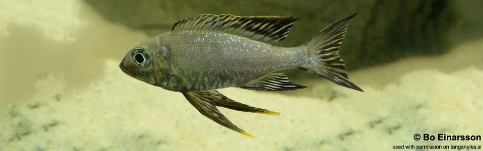 Cyathopharynx sp. 'neon streak' Ndole Bay<br><font color=gray>Cyathopharynx foae 'Ndole Bay'</font>