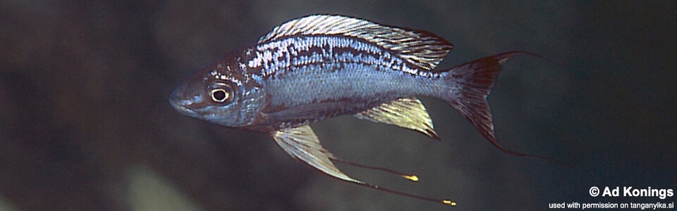 Cyathopharynx sp. 'neon streak' Ulwile Island<br><font color=gray>Cyathopharynx foae 'Ulwile Island'</font>