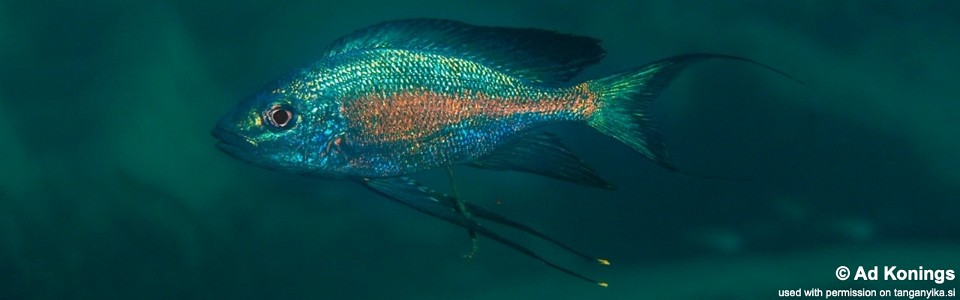 Cyathopharynx sp. 'green flush' Muzimu<br><font color=gray>Cyathopharynx foae 'Muzimu'</font>