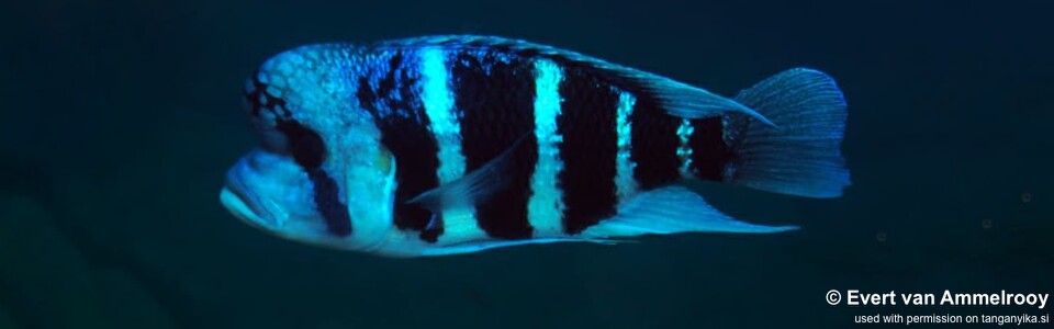 Cyphotilapia cf. frontosa 'Mahale Mountains NP'<br><font color=gray>6-bar frontosa</font>