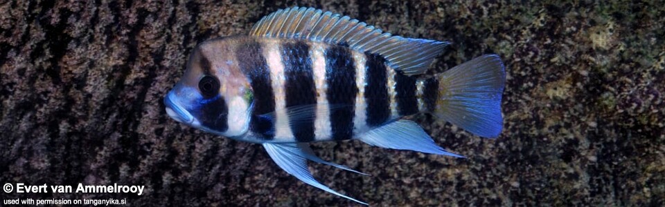 Cyphotilapia frontosa 'Kigoma'; 7-bar frontosa