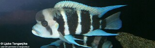 Cyphotilapia frontosa! 'Burundi'.jpg