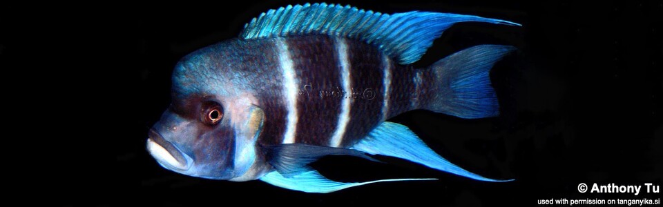 Cyphotilapia gibberosa 'Bismarck (Kasanga) Bay'<br><font color=gray>Tanzania</font>