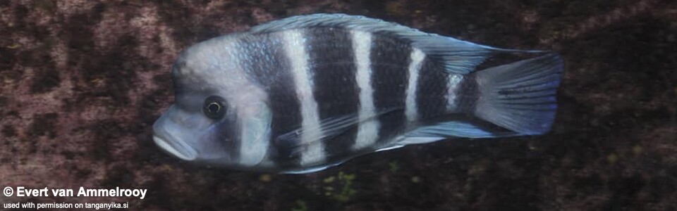 Cyphotilapia gibberosa 'Nsumbu NP'<br><font color=gray>Zambia</font>
