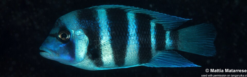 Cyphotilapia gibberosa 'Yamsamba Island'<br><font color=gray>Tanzania</font>