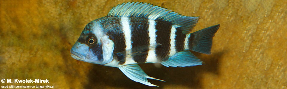 Cyphotilapia gibberosa (Kakwele)<br><font color=gray>DR Congo</font>