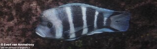 Cyphotilapia gibberosa 'Nsumbu NP'.jpg