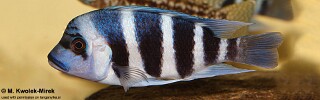 Cyphotilapia gibberosa! 'Musenga'.jpg