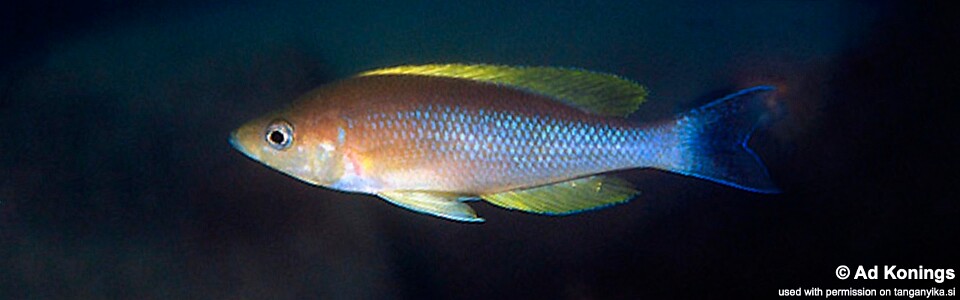 Cyprichromis coloratus 'Chituta Bay'