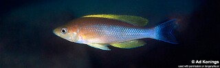 Cyprichromis coloratus 'Chituta Bay'.jpg