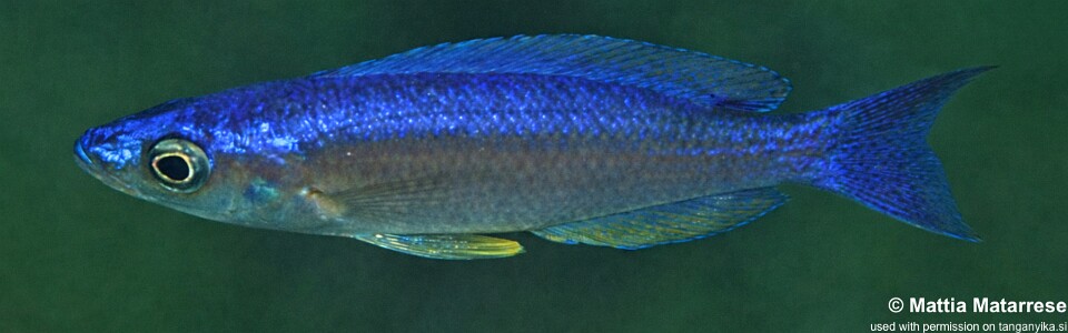 Cyprichromis leptosoma 'Katondo Point'