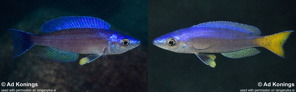 Cyprichromis leptosoma 'Luagala Point'