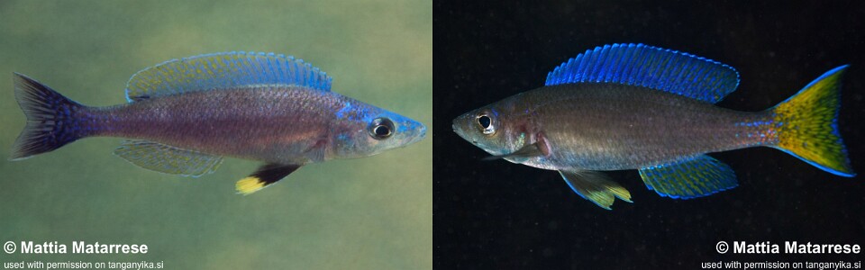 Cyprichromis leptosoma 'Molwe'