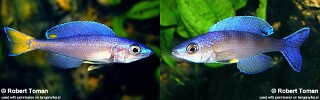 Cyprichromis leptosoma 'Maleza (Mamalesa) Island' .jpg