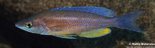 Cyprichromis microlepidotus 'Ifala'.jpg