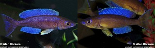 Cyprichromis microlepidotus 'Luagala'.jpg