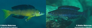 Cyprichromis microlepidotus 'Mahale Mountains NP'.jpg