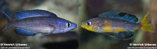 Cyprichromis microlepidotus 'Mboko Island'.jpg