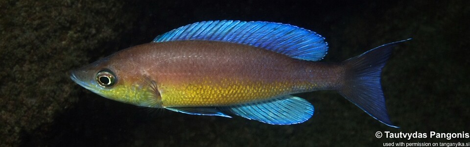 Cyprichromis pavo 'Cape Kabwe Nsolo'