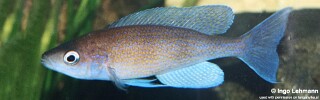 Cyprichromis pavo 'Tembwe (Deux)'.jpg