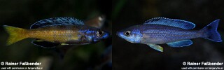 Cyprichromis sp. 'brilliant jumbo' Moba.jpg